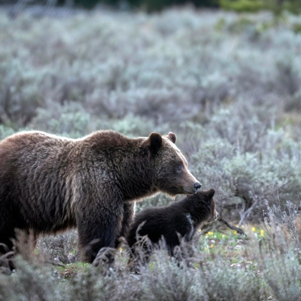 In this undated photo provided by Grand Teton National Park a grizzly bear known as No. 399 walks along side a cub. (C. Adams/Grand Teton National Park via AP)