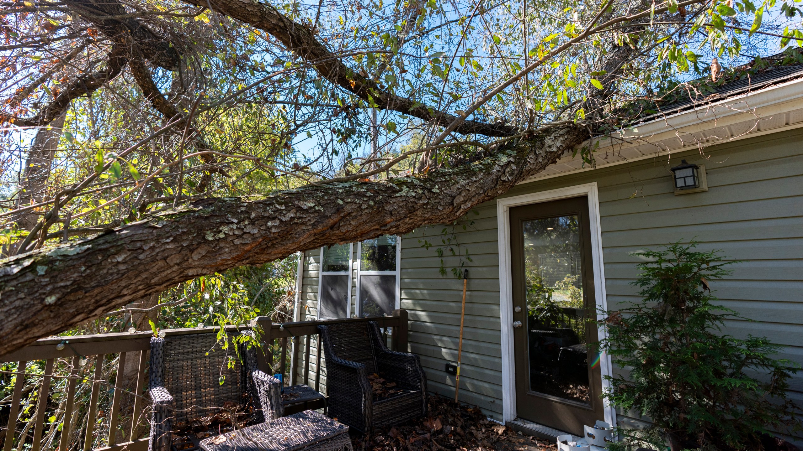 A tree that fell during Hurricane Helene rests on the roof of the home where high school senior Ari Cohen lives with his mom and stepfather, Friday, Oct. 18, 2024, in Asheville, N.C. (AP Photo/Stephanie Scarbrough)