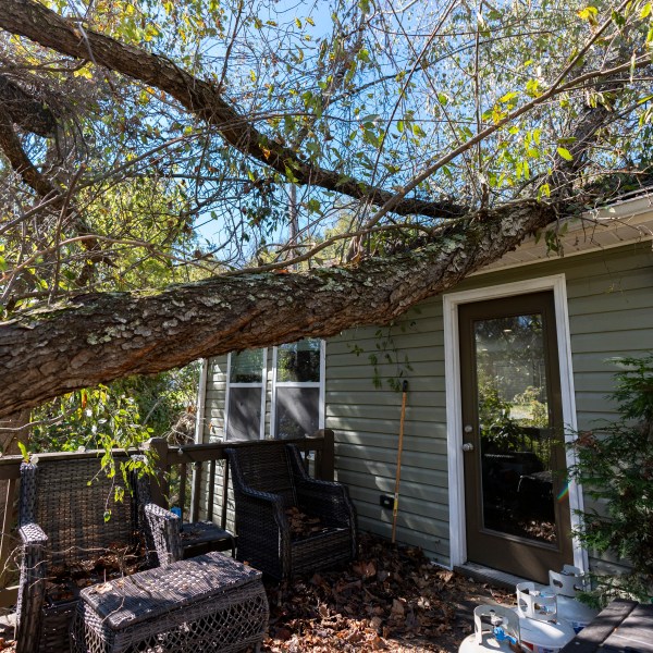 A tree that fell during Hurricane Helene rests on the roof of the home where high school senior Ari Cohen lives with his mom and stepfather, Friday, Oct. 18, 2024, in Asheville, N.C. (AP Photo/Stephanie Scarbrough)