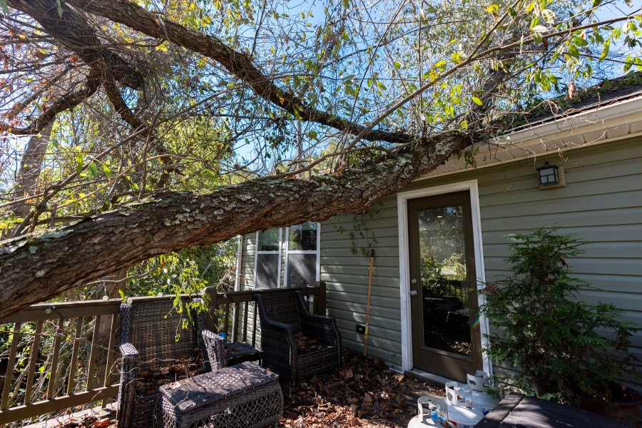 A tree that fell during Hurricane Helene rests on the roof of the home where high school senior Ari Cohen lives with his mom and stepfather, Friday, Oct. 18, 2024, in Asheville, N.C. (AP Photo/Stephanie Scarbrough)