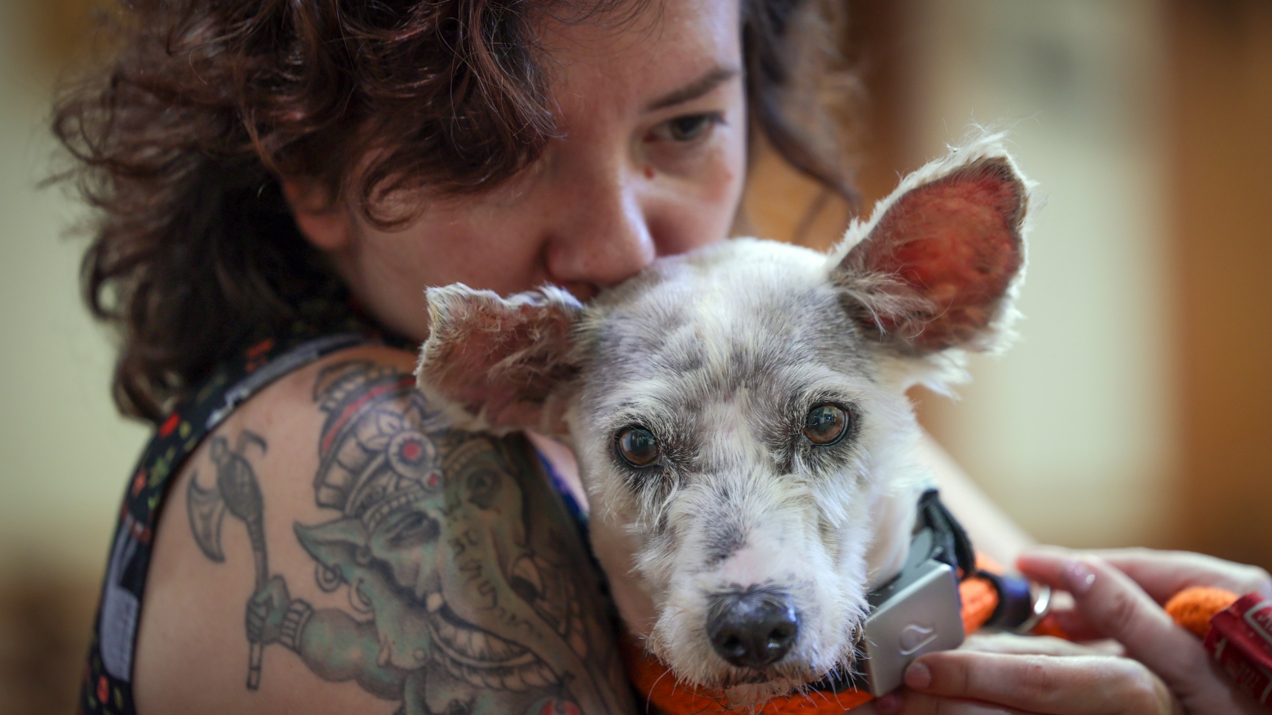 Scrim sits in the arms of Zoey Ponder at Metairie Small Animal Hospital in Metairie, La., Thursday, Oct. 24, 2024. (Brett Duke/The Times-Picayune/The New Orleans Advocate via AP)