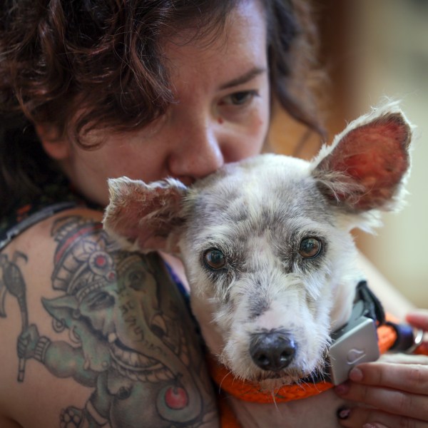 Scrim sits in the arms of Zoey Ponder at Metairie Small Animal Hospital in Metairie, La., Thursday, Oct. 24, 2024. (Brett Duke/The Times-Picayune/The New Orleans Advocate via AP)