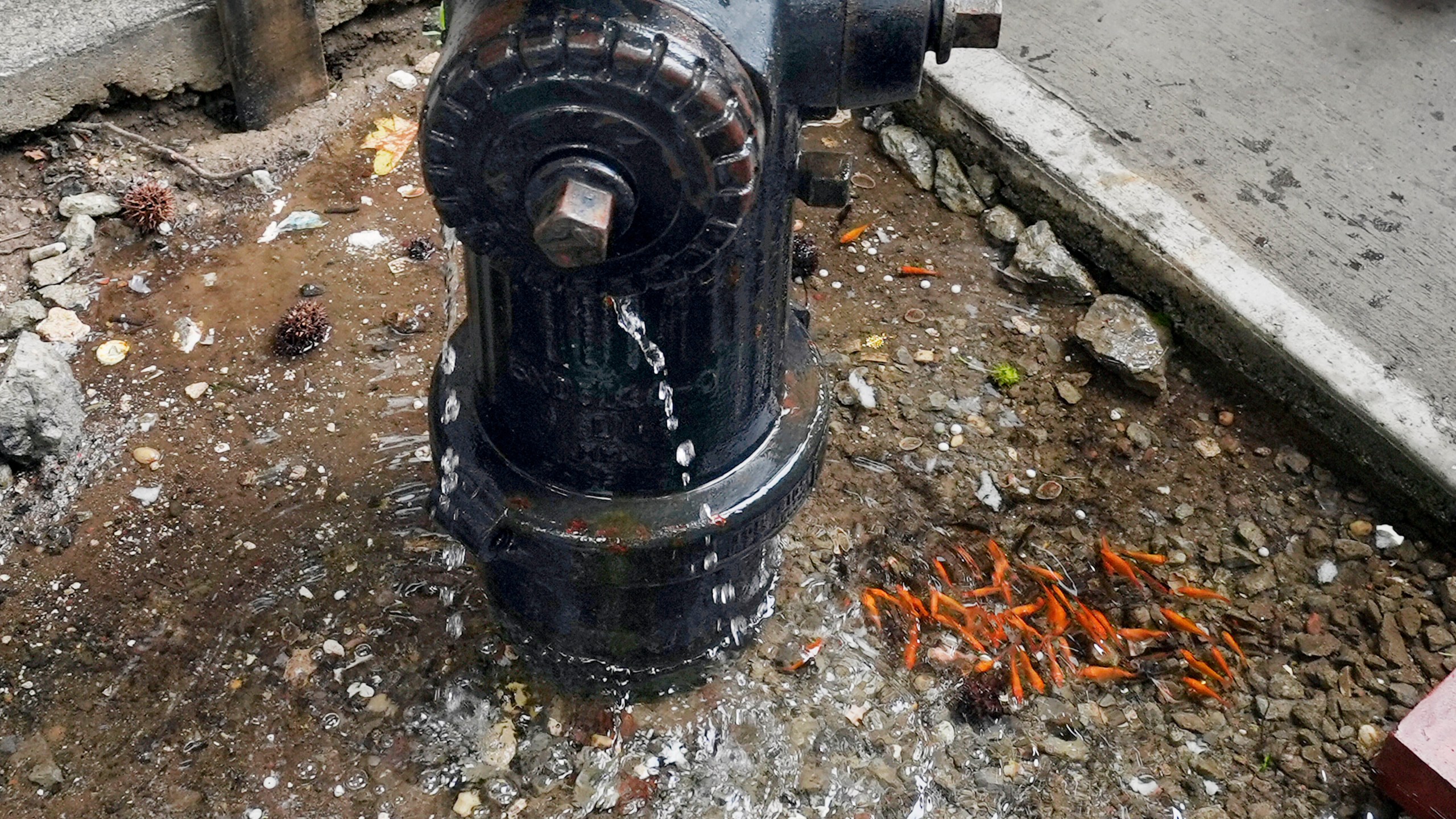 FILE - Goldfish swim in a pool of water caused by a leaky fire hydrant in the Brooklyn borough of New York, Aug. 9, 2024. (AP Photo/Pamela Smith, File)