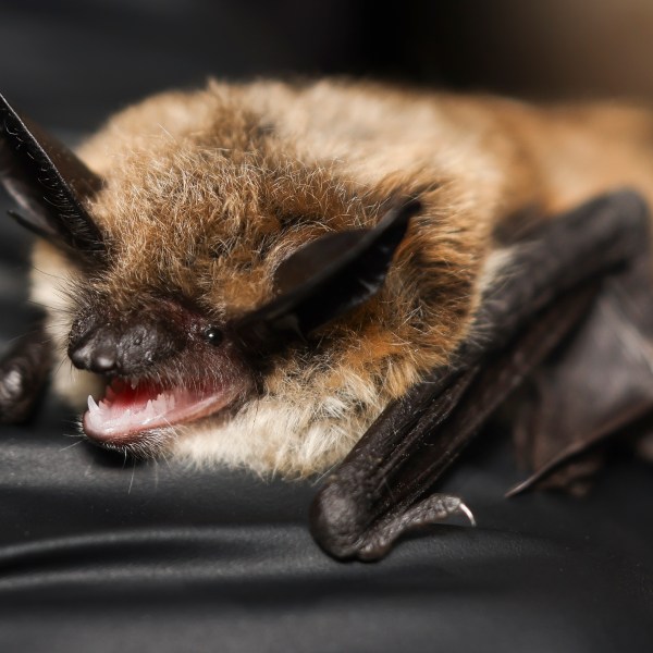 This undated image provided by the Bureau of Land Management shows the bat Honey Bunches of Myotis. (Emma Busk/Bureau of Land Management via AP)