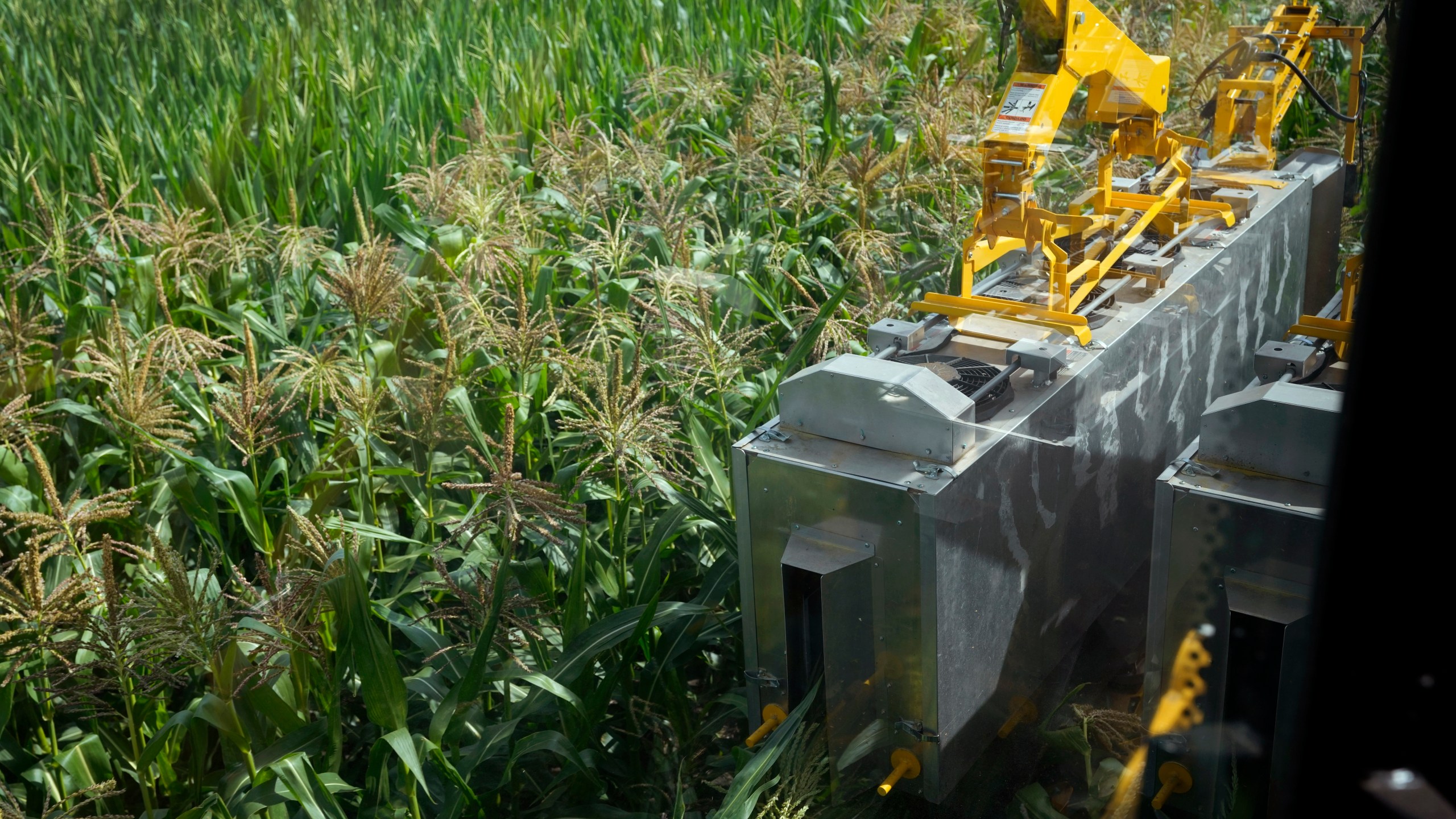 A PowerPollen pollen collector is driven through a cornfield, Thursday, Aug. 22, 2024, near Ames, Iowa. (AP Photo/Charlie Neibergall)