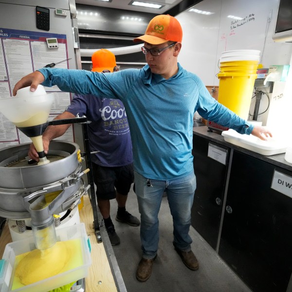 Dylan Riedemann sifts pollen after it was removed from corn in a field, Thursday, Aug. 22, 2024, near Ames, Iowa. (AP Photo/Charlie Neibergall)