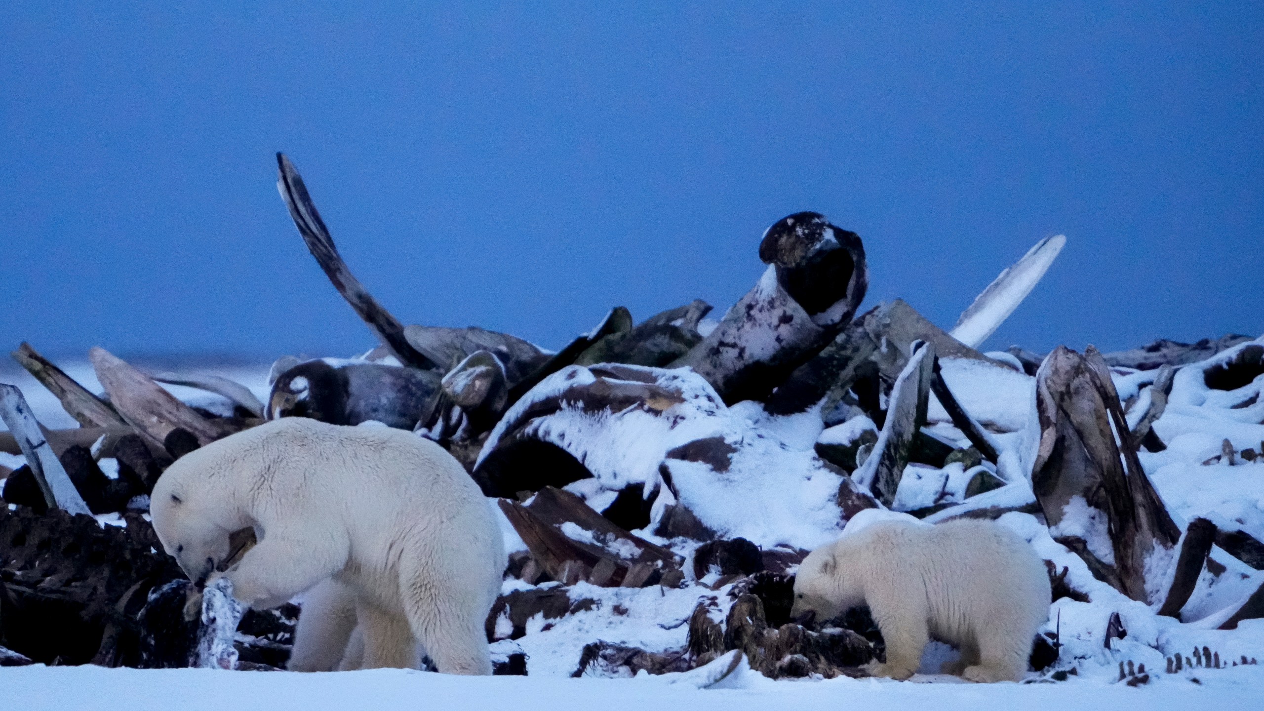 A polar bear and a cub search for scraps in a large pile of bowhead whale bones left from the village's subsistence hunting at the end of an unused airstrip near the village of Kaktovik, Alaska, Tuesday, Oct. 15, 2024. (AP Photo/Lindsey Wasson)