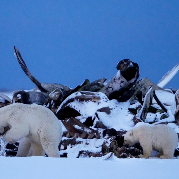 A polar bear and a cub search for scraps in a large pile of bowhead whale bones left from the village's subsistence hunting at the end of an unused airstrip near the village of Kaktovik, Alaska, Tuesday, Oct. 15, 2024. (AP Photo/Lindsey Wasson)