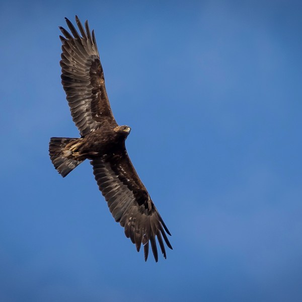 FILE - An adult golden eagle circles overhead in a remote area of Box Elder County, Utah, May 20, 2021. (Spenser Heaps/The Deseret News via AP, File)