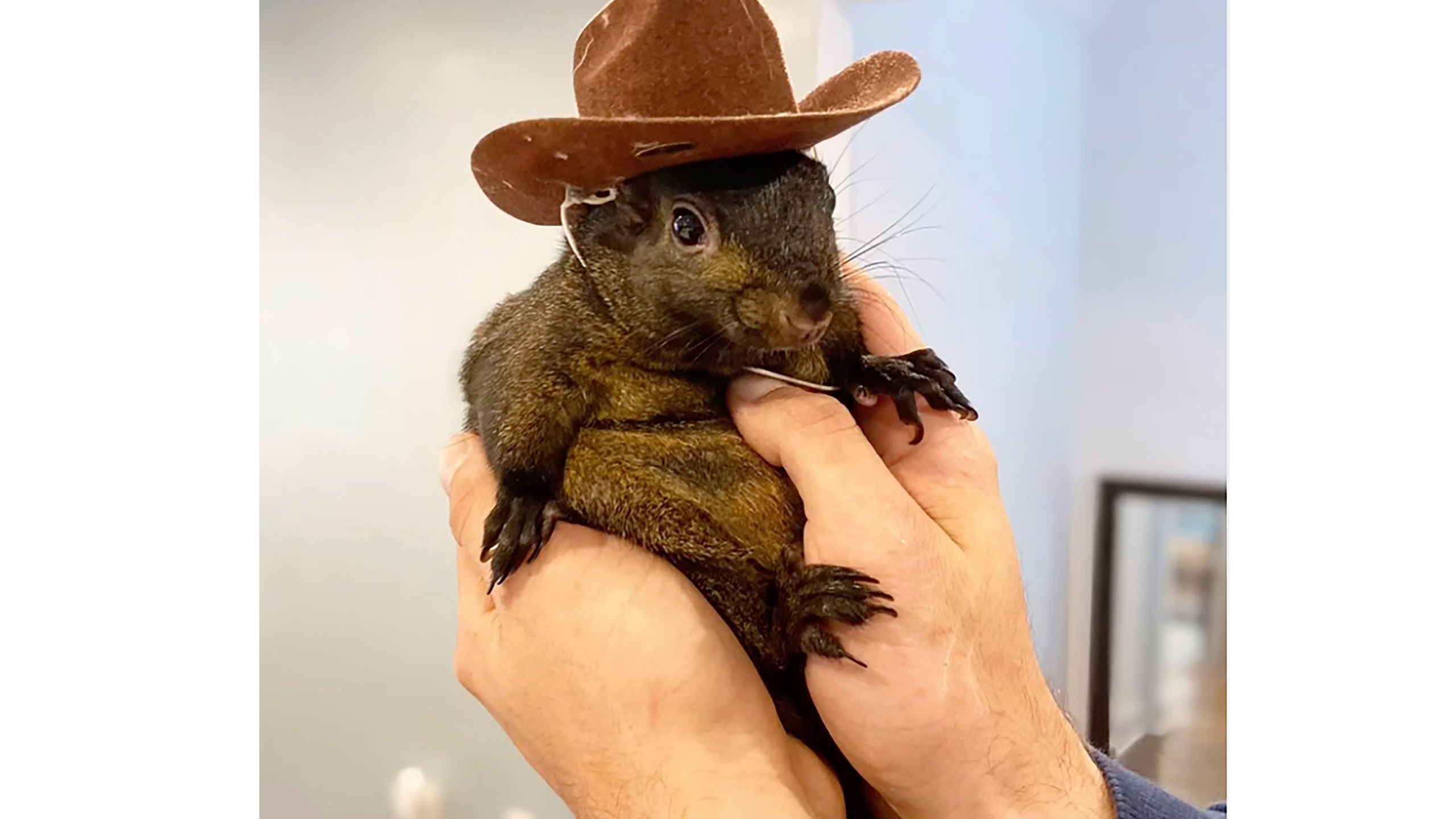 This undated image provided by Mark Longo shows his pet squirrel Peanut that was seized by officers from the state Department of Environmental Conservation, at Longo's home in rural Pine City, N.Y., Wednesday, Oct. 30, 2024. (Courtesy Mark Longo via AP)