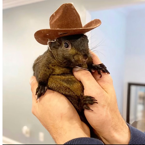 This undated image provided by Mark Longo shows his pet squirrel Peanut that was seized by officers from the state Department of Environmental Conservation, at Longo's home in rural Pine City, N.Y., Wednesday, Oct. 30, 2024. (Courtesy Mark Longo via AP)