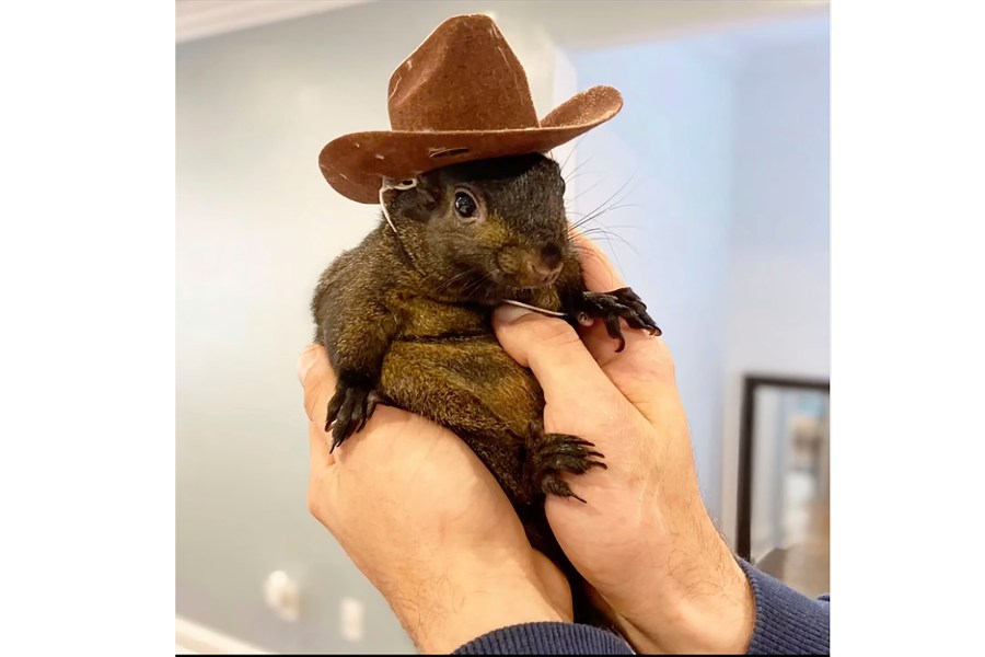 This undated image provided by Mark Longo shows his pet squirrel Peanut that was seized by officers from the state Department of Environmental Conservation, at Longo's home in rural Pine City, N.Y., Wednesday, Oct. 30, 2024. (Courtesy Mark Longo via AP)