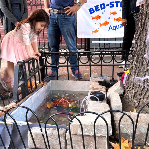 Isabel Lohan, 3, looks into the replacement makeshift goldfish aquarium in a tree bed, adjacent to the one filled-in with concrete by the city, in the Brooklyn borough of New York, Friday, Nov. 1, 2024. (AP Photo/Philip Marcelo)