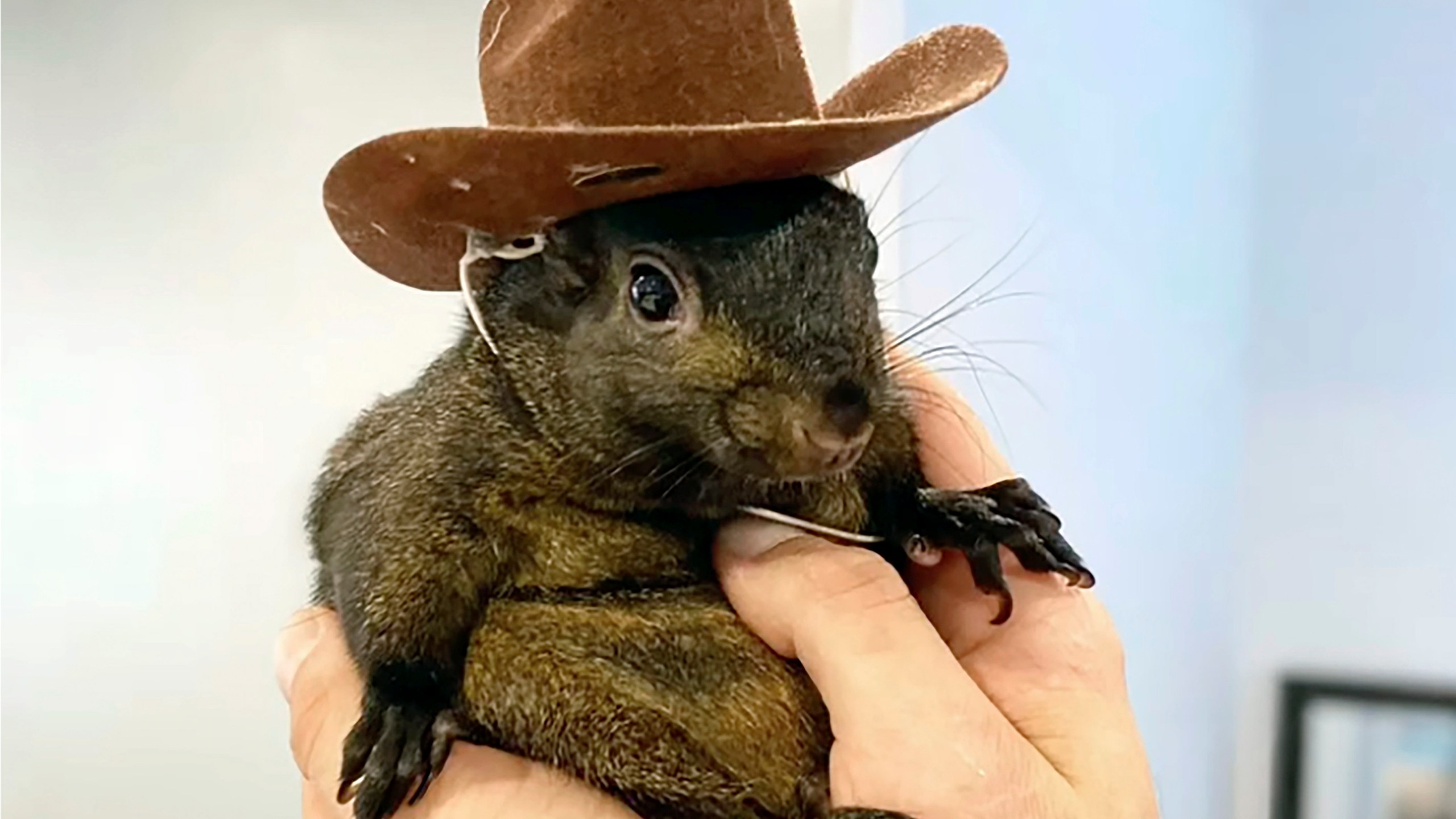 FILE — This undated image provided by Mark Longo shows his pet squirrel Peanut that was seized by officers from the state Department of Environmental Conservation, at Longo's home in rural Pine City, N.Y., Oct. 30, 2024. (Courtesy Mark Longo via AP, File)