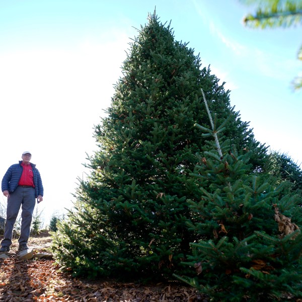 Sam Cartner Jr., co-owner of Cartner's Christmas Tree Farm, poses for a photo next to the official White House Christmas tree, a 20-foot Fraser fir, Wednesday, Nov. 13, 2024, in Newland, N.C. (AP Photo/Erik Verduzco)