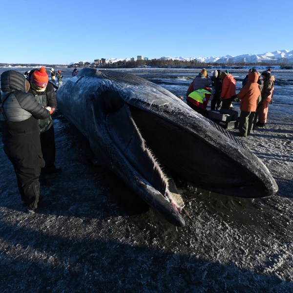 A dead fin whale rests on the frozen mudflats near Anchorage, Alaska, Monday, Nov. 18, 2024. (Bill Roth/Anchorage Daily News via AP)