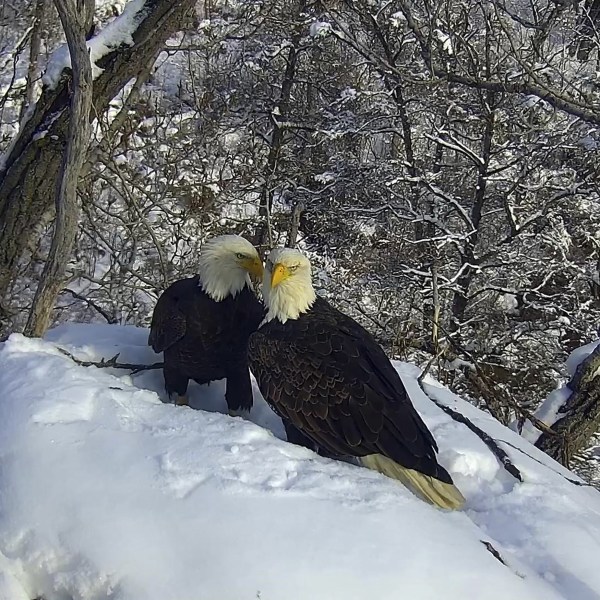 A pair of eagles that were followed by viewers worldwide on the Minnesota Department of Natural Resources EagleCam are shown in this undated handout photo from the agency in 2023, from a nest in an undisclosed location. (Minnesota Department of Natural Resources via AP)