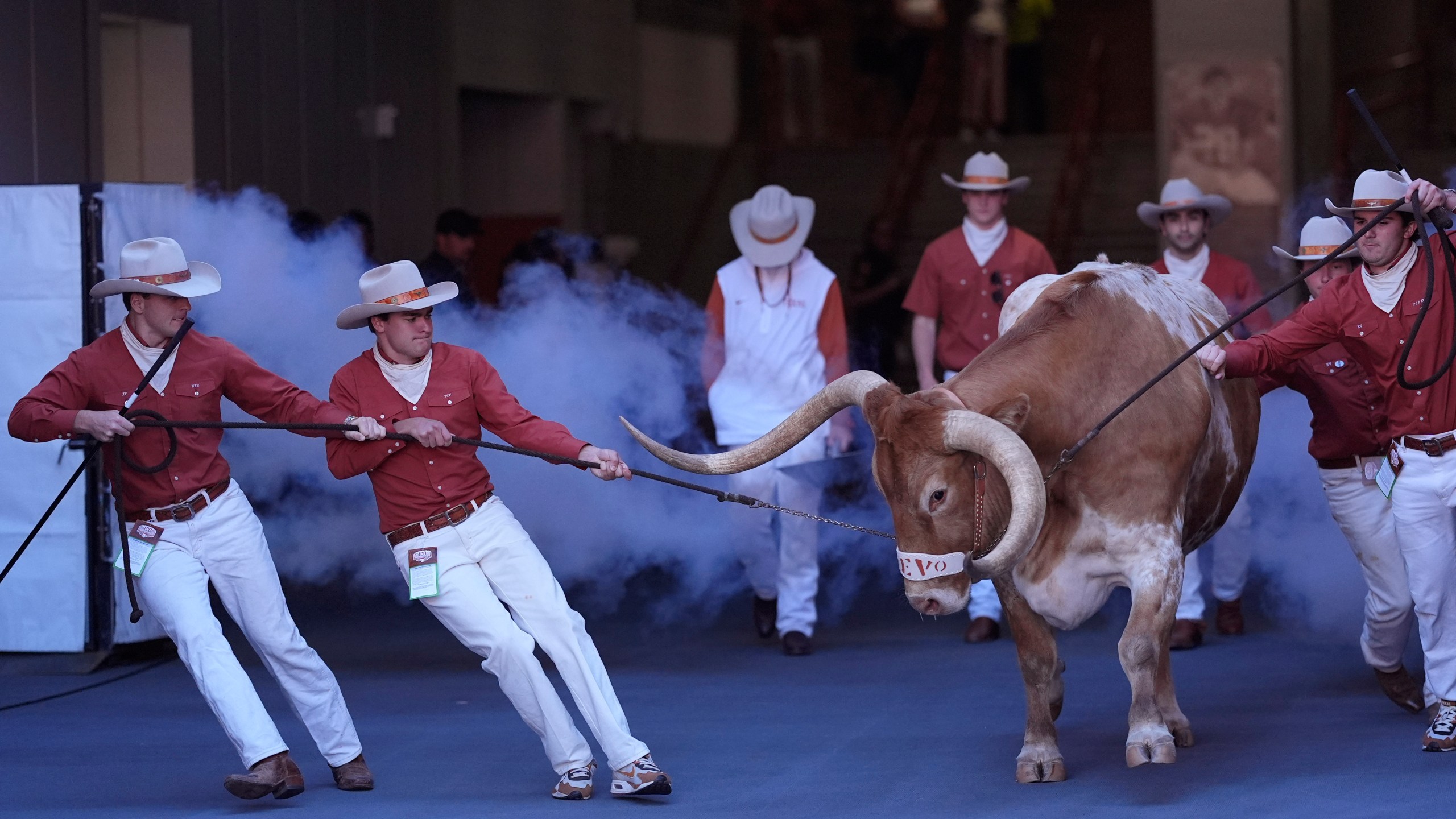 Texas mascot Bevo is guided to the field before an NCAA college football game between Texas and Kentucky in Austin, Texas, Saturday, Nov. 23, 2024. (AP Photo/Eric Gay)