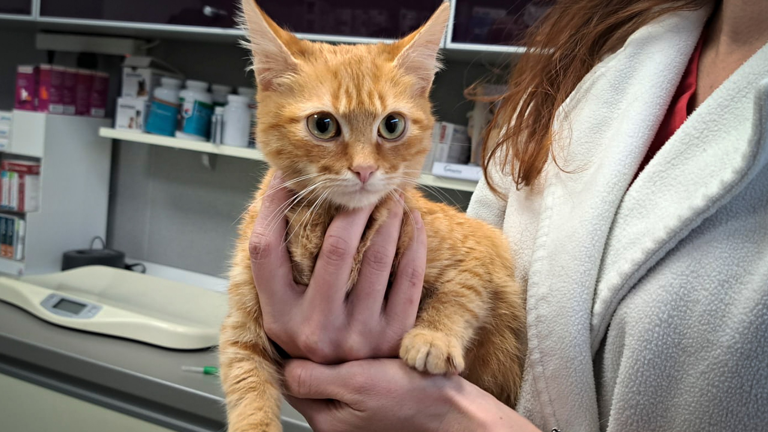 In this image provided by Salvamont Maramures, a Romanian mountain rescue service, Peach the cat is held at the Animal Med vet clinic after being rescued along with its owner, 28 year-old Vladislav Duda from Ukraine, three days ago from a deep mountain ravine in Baia Mare, Romania, Monday, Dec. 9, 2024. (Salvamont Maramures via AP)