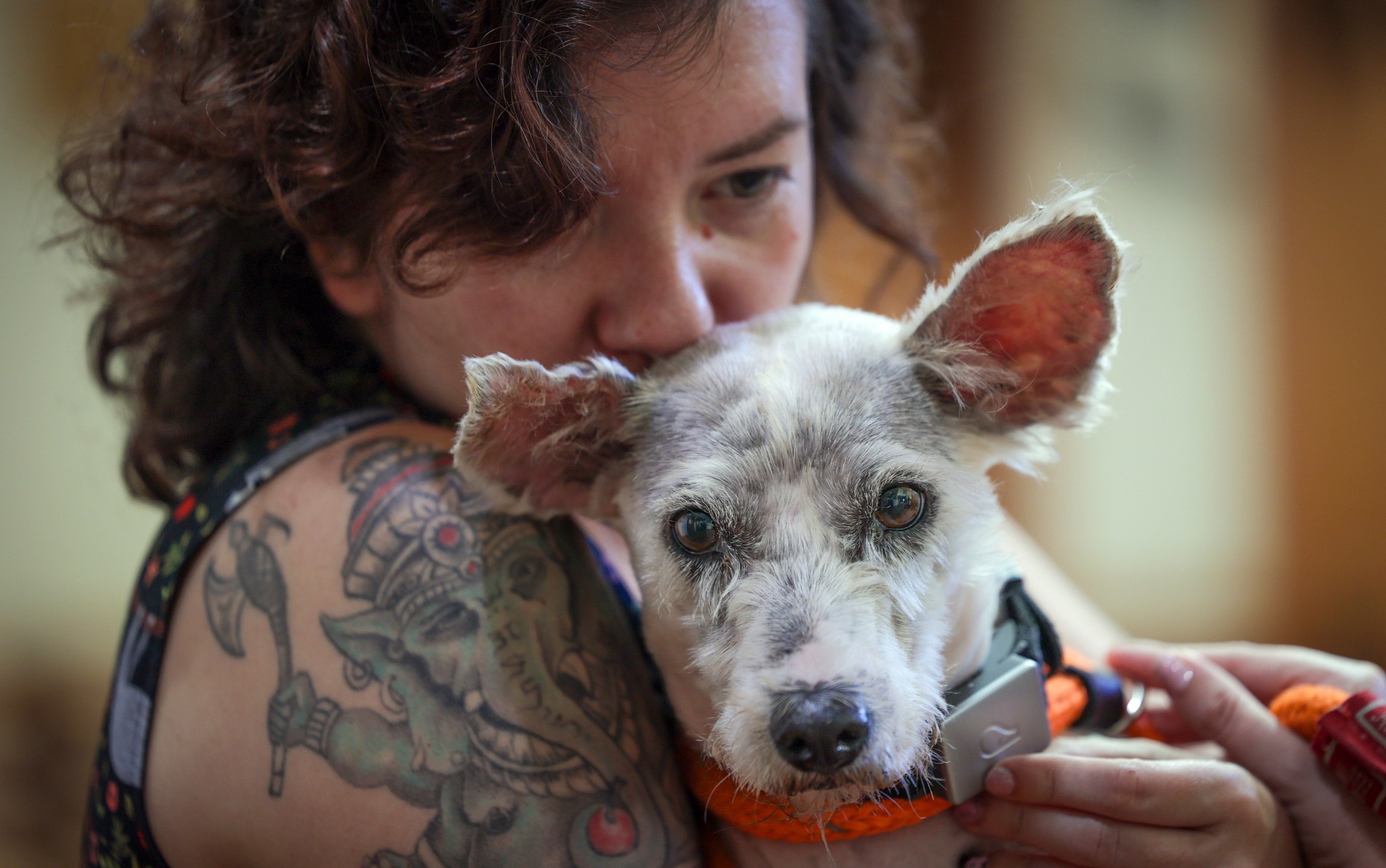 Scrim sits in the arms of Zoey Ponder at Metairie Small Animal Hospital in Metairie, Thursday, Oct. 24, 2024. (Brett Duke/The New Orleans Advocate via AP)