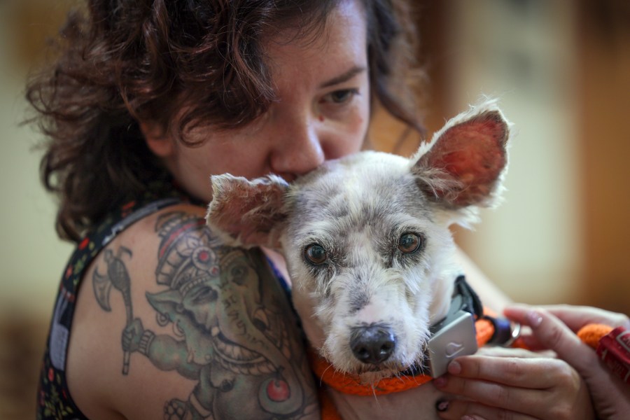 Scrim sits in the arms of Zoey Ponder at Metairie Small Animal Hospital in Metairie, Thursday, Oct. 24, 2024. (Brett Duke/The New Orleans Advocate via AP)