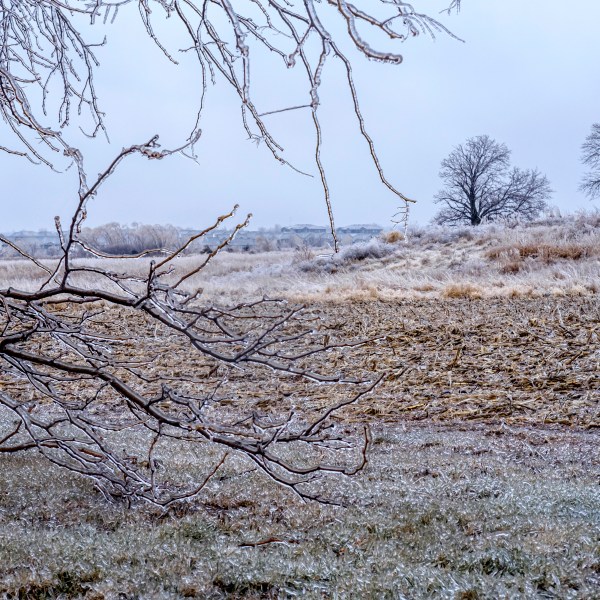 Ice accumulates on Trees, grass, and corn stalks in North Liberty, Iowa on Saturday, Dec. 14, 2024. (Nick Rohlman/The Gazette via AP)