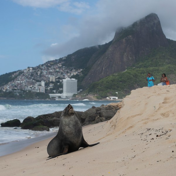 A fur seal stands on Ipanema beach in Rio de Janeiro, Wednesday, Dec. 18, 2024. (AP Photo/Bruna Prado)