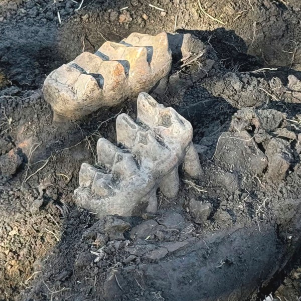 New York State Museum and State University of New York Orange staff unearthed a complete well-preserved mastodon jaw, as well as a piece of a toe bone and a rib fragment, that were discovered by a man who spotted two giant teeth while gardening at his upstate New York home, near Scotchtown, NY. (New York State Museum via AP)