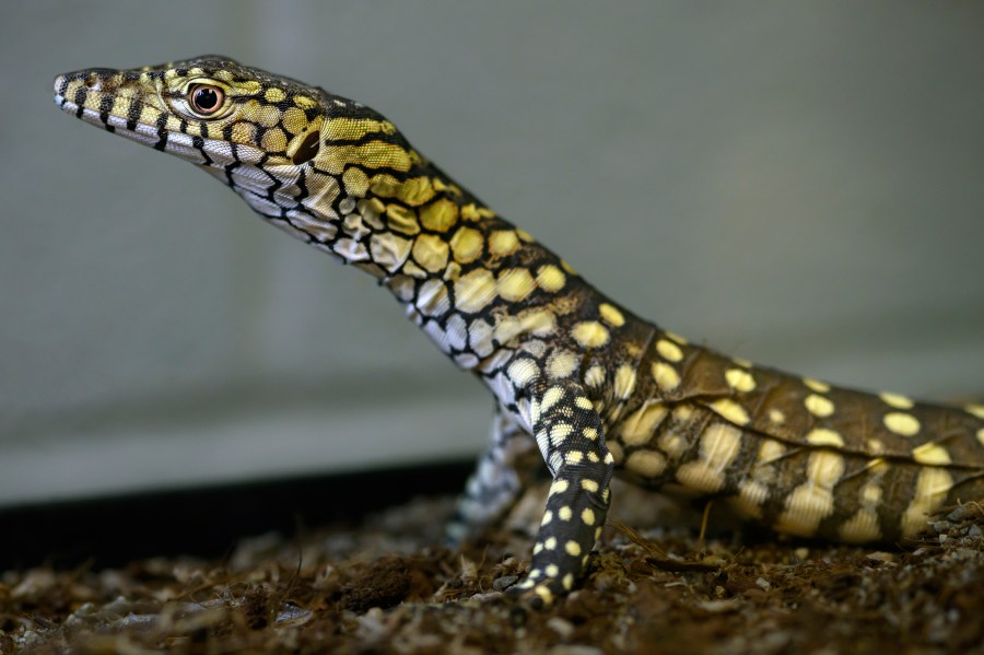 This photo provided by the Los Angeles Zoo shows one of two newly born perentie lizards at the zoo, Thursday, Dec. 12, 2024, in Los Angeles. (Jamie Pham/Los Angeles Zoo via AP)