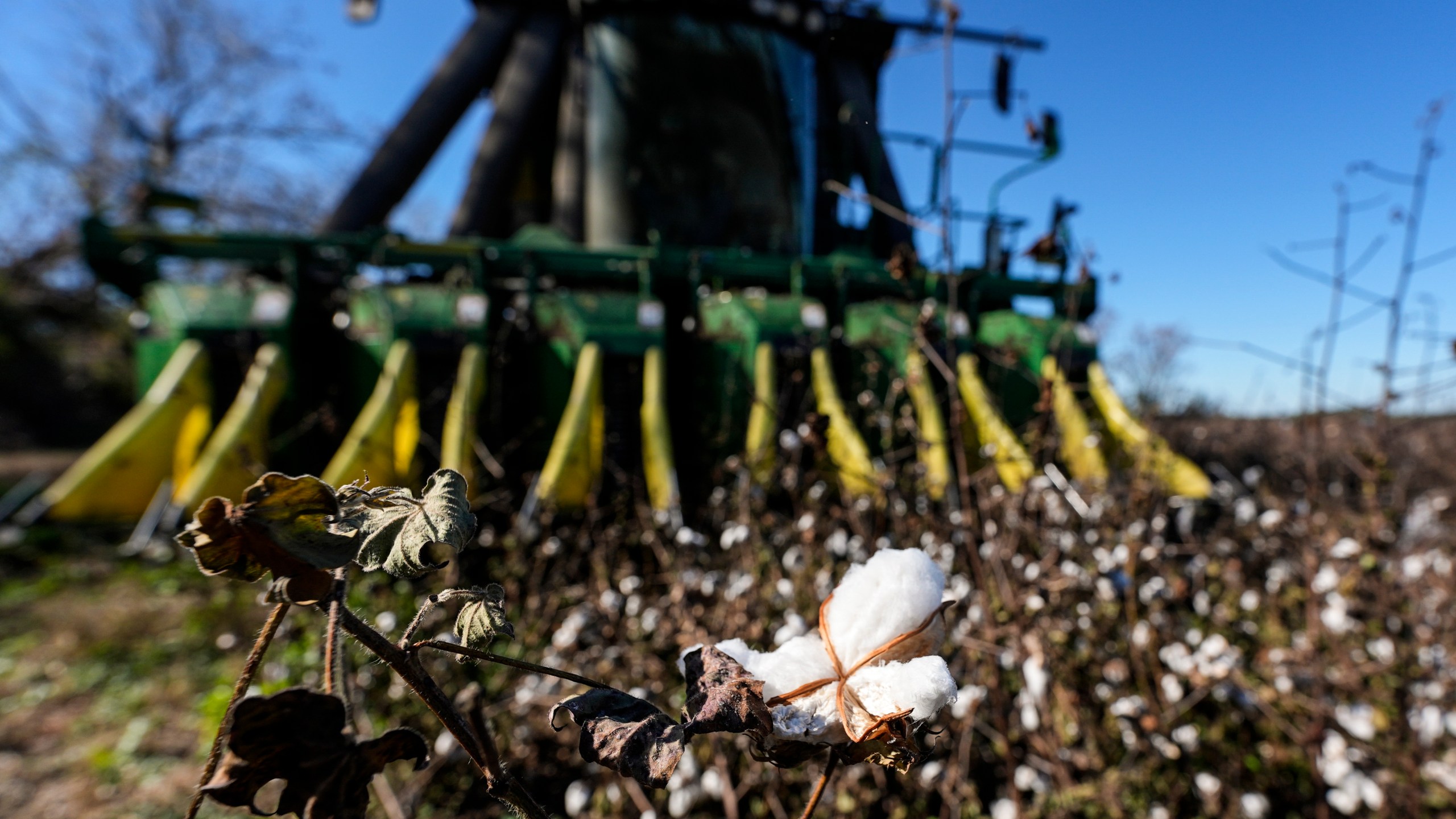 A cotton picker moves through Chris Hopkins' cotton field, Friday, Dec. 6, 2024, near Lyons, Ga. (AP Photo/Mike Stewart)