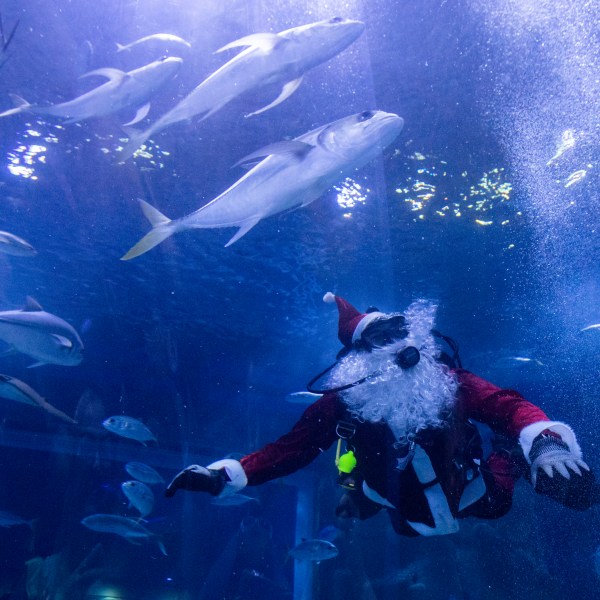 Diver Felipe Luna, dressed in a Santa Claus suit, swims inside a tank at the AquaRio Marine Aquarium as part of an annual Christmas tradition, in Rio de Janeiro, Saturday, Dec. 21, 2024. (AP Photo/ Bruna Prado)