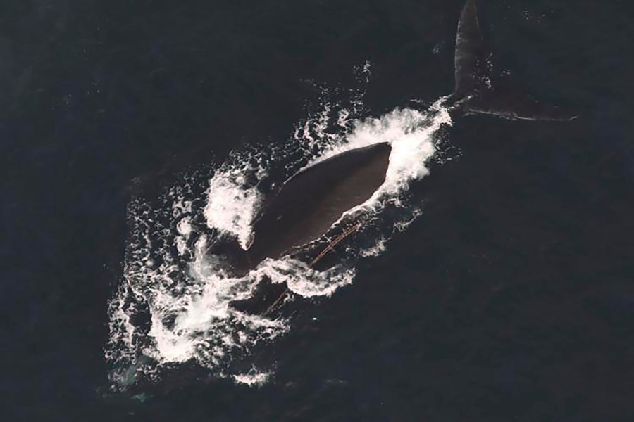 FILE - This photo provided by NOAA Fisheries shows a North Atlantic right whale documented with two fishing lines exiting the left side of the mouth, Dec. 9, 2024. (NOAA Fisheries via AP, File)