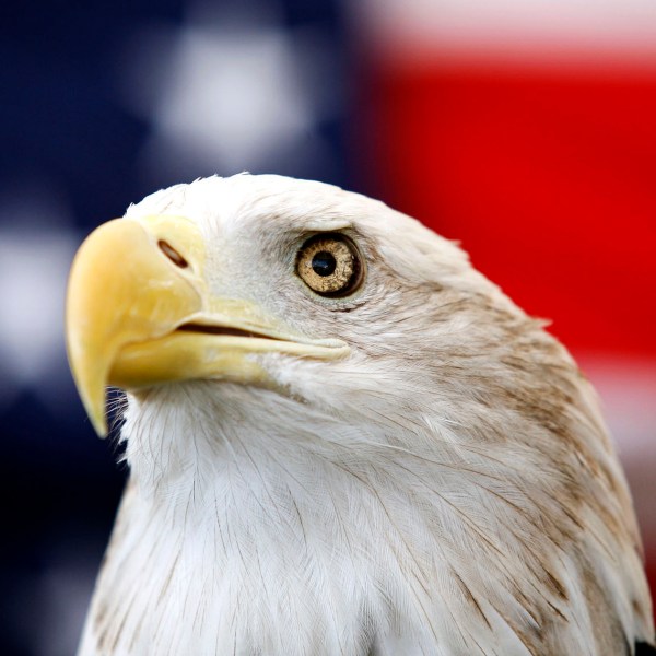 Uncle Sam, a 25-year-old bald eagle, sits on his perch in front of a U.S. flag before the Extreme Raptors Show at the Permian Basin Fair in the Ector County Coliseum fairgrounds in Odessa, Texas, on Wednesday Sept. 11, 2013. (Edyta Blaszczyk/Odessa American via AP)