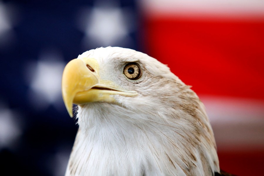 Uncle Sam, a 25-year-old bald eagle, sits on his perch in front of a U.S. flag before the Extreme Raptors Show at the Permian Basin Fair in the Ector County Coliseum fairgrounds in Odessa, Texas, on Wednesday Sept. 11, 2013. (Edyta Blaszczyk/Odessa American via AP)