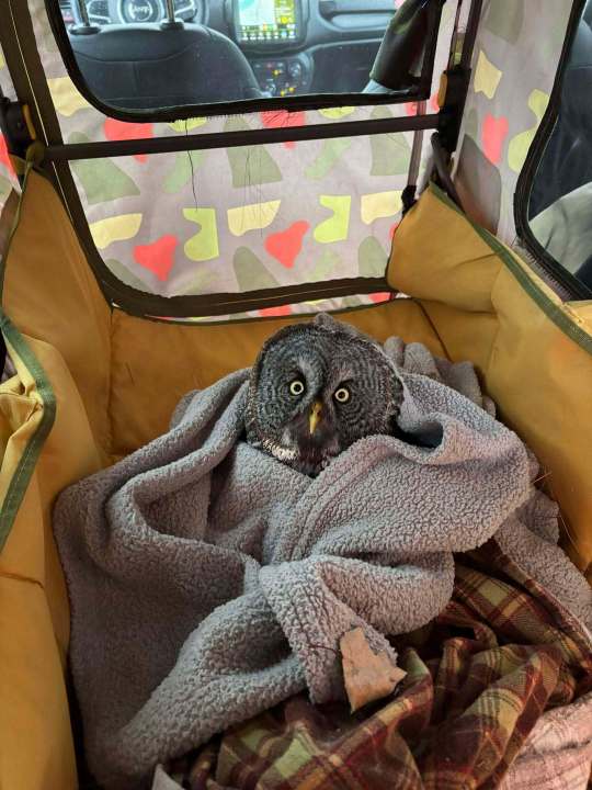 An injured great gray owl rests in Annabell Whelan's car after she rescued it from the side of the road in northeastern Minnesota on Monday, Dec. 23, 2024. (Annabell Whelan via AP)