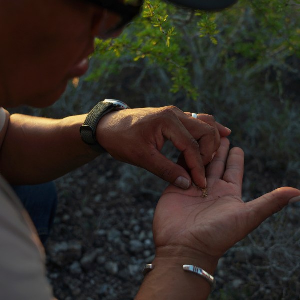 Sandor Iron Rope, Oglala Lakota tribe member, president of the Native American Church of South Dakota and Indigenous Peyote Conservation Initiative board member, looks for seeds from a peyote plant, in Hebbronville, Texas, Tuesday, March 26, 2024. (AP Photo/Jessie Wardarski)