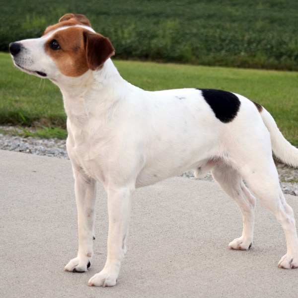 This image provided by the American Kennel Club shows a Danish-Swedish Farmdog standing outdoors, the latest dog in the American Kennel Club's lineup of recognized breeds. (Brooks H Mabry/American Kennel Club via AP)