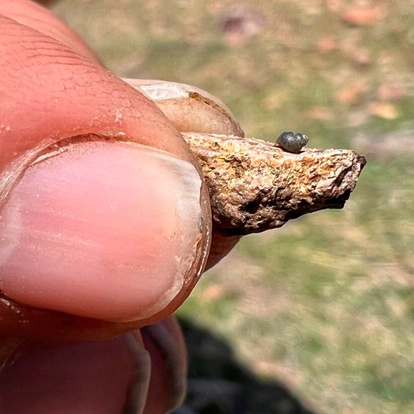 FILE - This photo provided by Lynne Buckner shows a Kings River pryg, a springsnail found in 13 isolated springs around Thacker Pass, 200 miles northeast of Reno, Nev., April 7, 2022. (Lynne Buckner via AP, File)