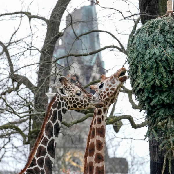 Giraffes graze on a Christmas tree during the feeding of animals with unused Christmas trees, at the Zoo in Berlin, Germany, Friday, Jan. 3, 2025. (AP Photo/Ebrahim Noroozi)