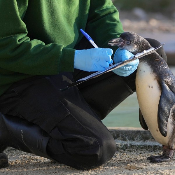 A zoo keeper counts penguins during the annual stocktake at London Zoo in London, Friday, Jan. 3, 2025. (AP Photo/Kin Cheung)