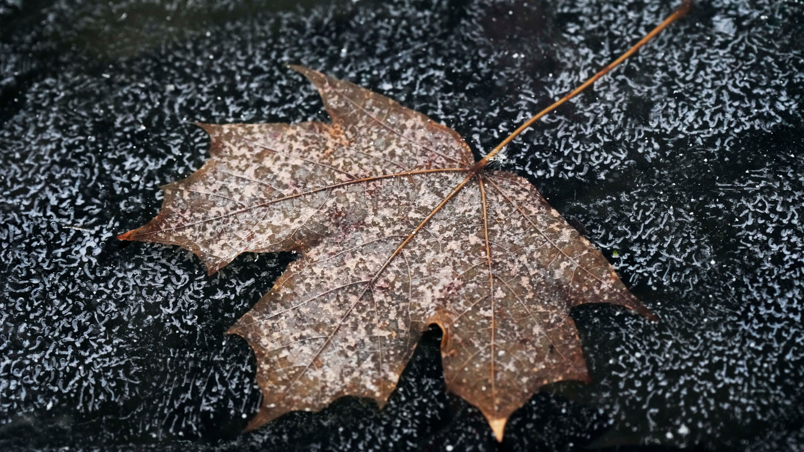 FILE - A leaf is frozen in the ice of a garden pond during cold weather in Buffalo Grove, Ill., Thursday, Dec. 12, 2024. (AP Photo/Nam Y. Huh, File)