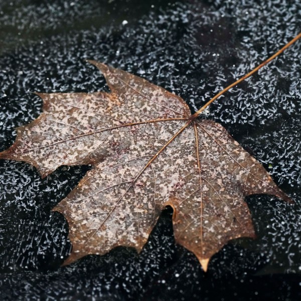 FILE - A leaf is frozen in the ice of a garden pond during cold weather in Buffalo Grove, Ill., Thursday, Dec. 12, 2024. (AP Photo/Nam Y. Huh, File)