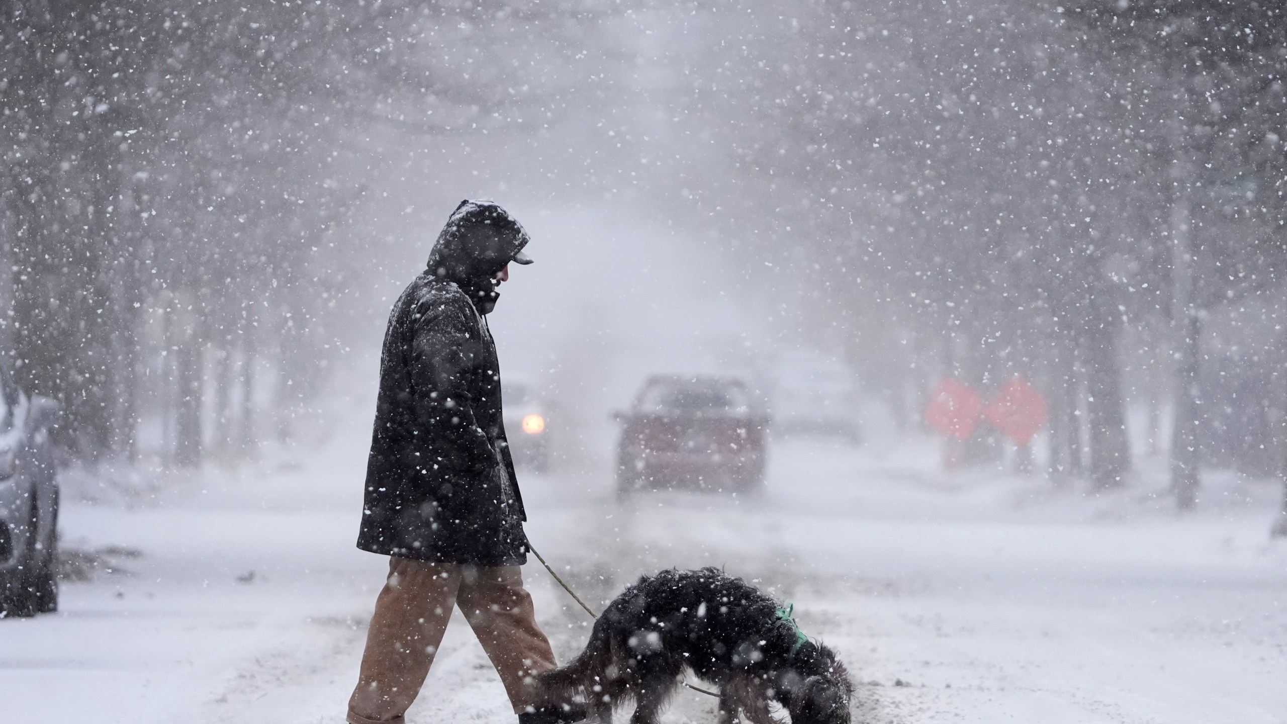 Enrique Davila crosses the street with his dog, Chula, as heavy snow falls Sunday, Jan. 5, 2025, in St. Louis. (AP Photo/Jeff Roberson)