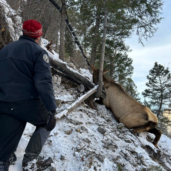 Wildlife officials and climbers rescue a bull elk after the animal became entangled in a rope at an ice climbing area in Lake City, southwestern Colorado, Friday, Jan. 3, 2025. (Colorado Parks and Wildlife via AP)