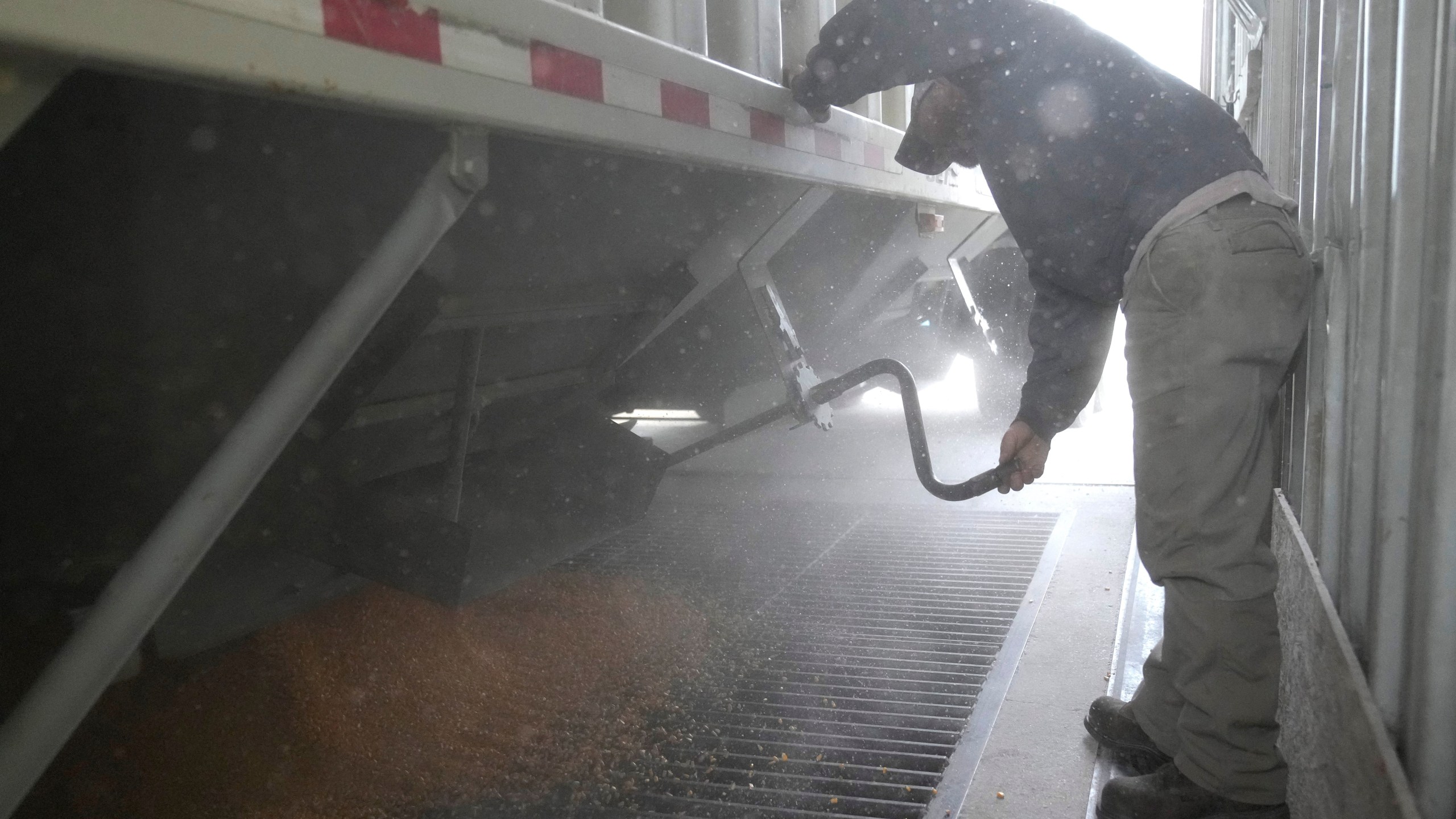 Martin Larsen delivers corn, Friday, Oct. 18, 2024, in Byron, Minn. (AP Photo/Abbie Parr)