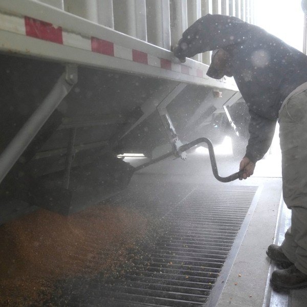 Martin Larsen delivers corn, Friday, Oct. 18, 2024, in Byron, Minn. (AP Photo/Abbie Parr)