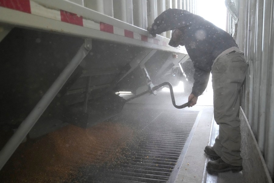 Martin Larsen delivers corn, Friday, Oct. 18, 2024, in Byron, Minn. (AP Photo/Abbie Parr)