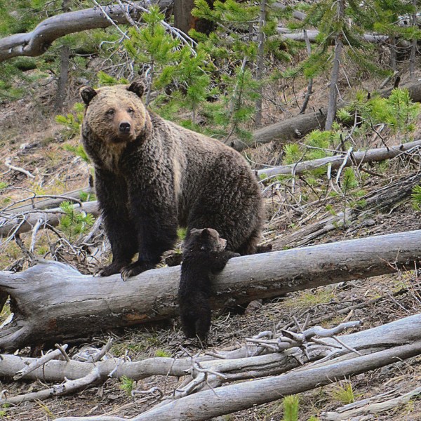 FILE - This file photo provided by the United States Geological Survey shows a grizzly bear and a cub along the Gibbon River in Yellowstone National Park, Wyo., April 29, 2019. (Frank van Manen/The United States Geological Survey via AP File)