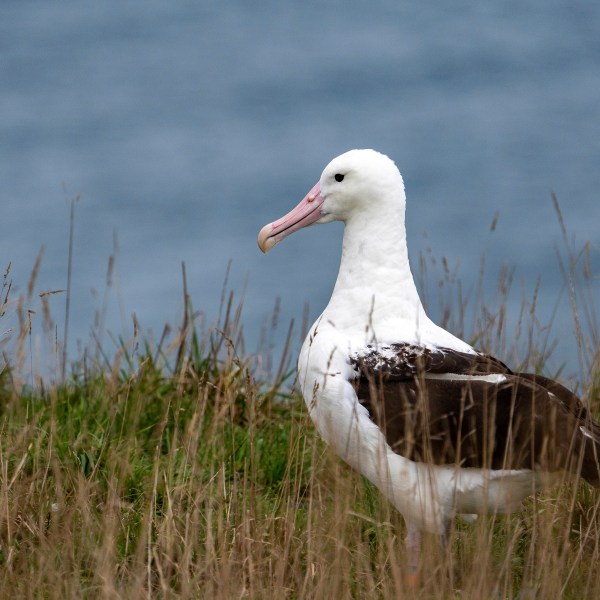 An albatross nests at Taiaroa Head, New Zealand on June 18, 2024. (Michael Hayward/New Zealand Department of Conservation via AP)