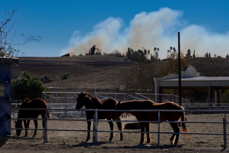 Horses are held in a pen at Pierce College, a wildfire evacuation center for animals, in the Woodland Hills section of Los Angeles, Thursday, Jan. 9, 2025. (AP Photo/Richard Vogel)